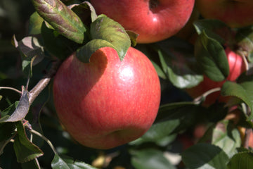 Ripe Honeycrisp apples on the tree
