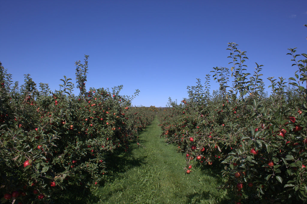 Rows of Honeycrisp apple trees in an orchard