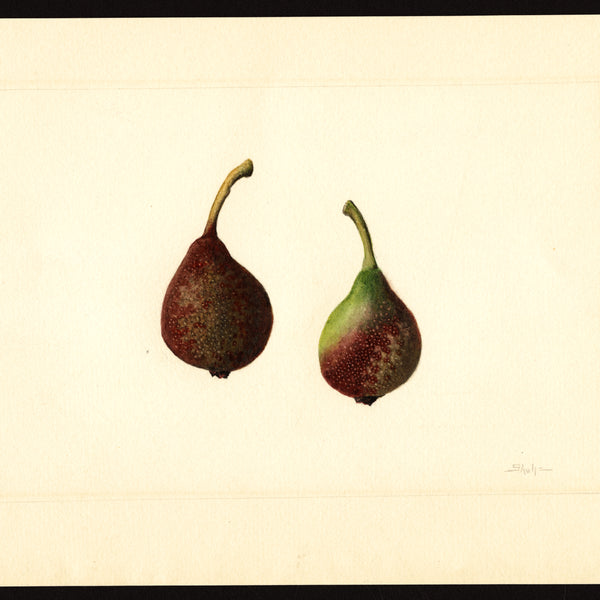 Historic USDA watercolor of Seckel pears, Honeysweet's parent