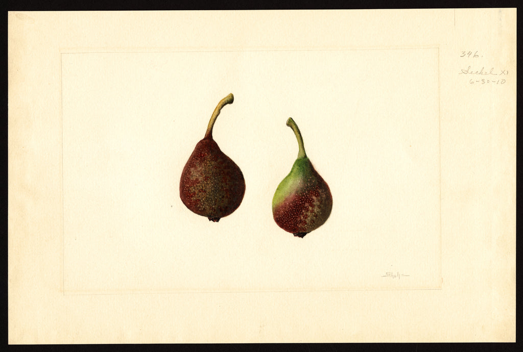 Historic USDA watercolor of Seckel pears, Honeysweet's parent
