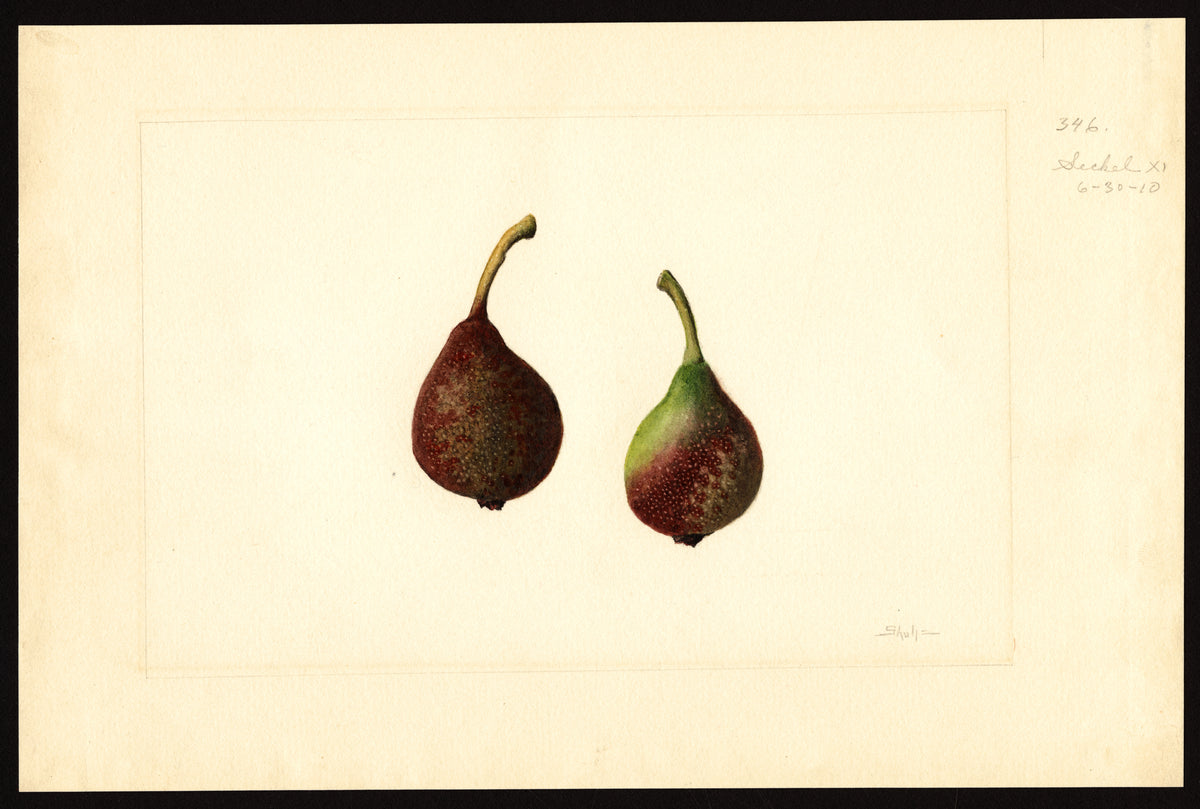 Historic USDA watercolor of Seckel pears, Honeysweet's parent