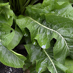 Horseradish