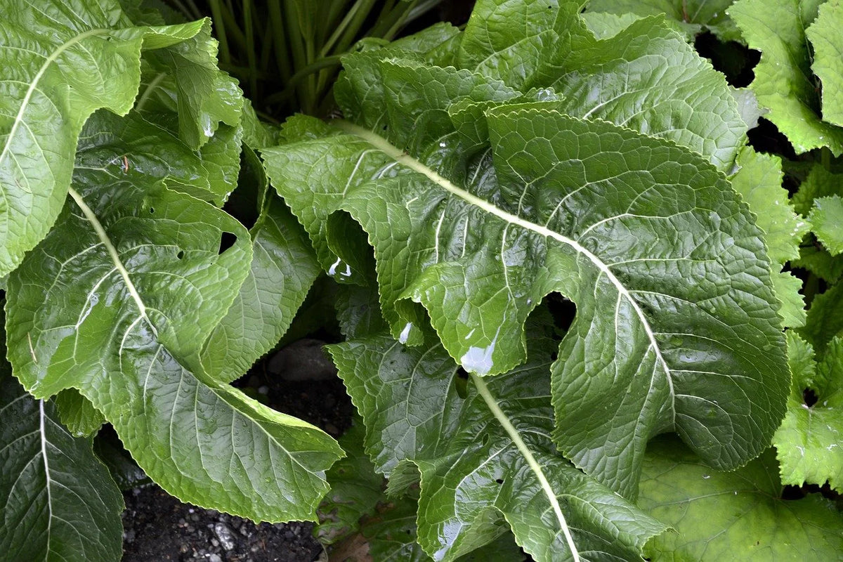 A horseradish plant with its broad green leaves