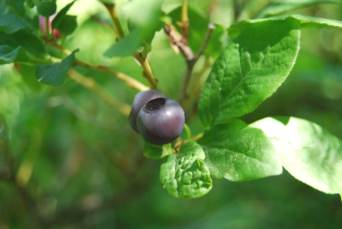 Huckleberry fruit and leaves on the plant