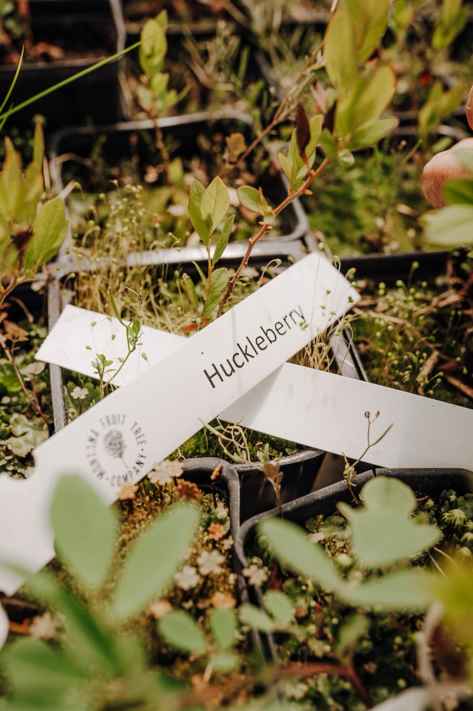 A labeled huckleberry plant growing in the nursery