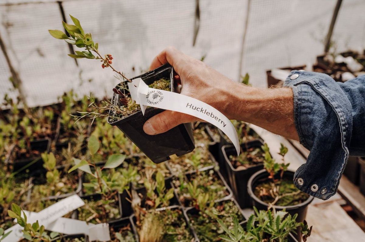 Transplanting a huckleberry into the ground