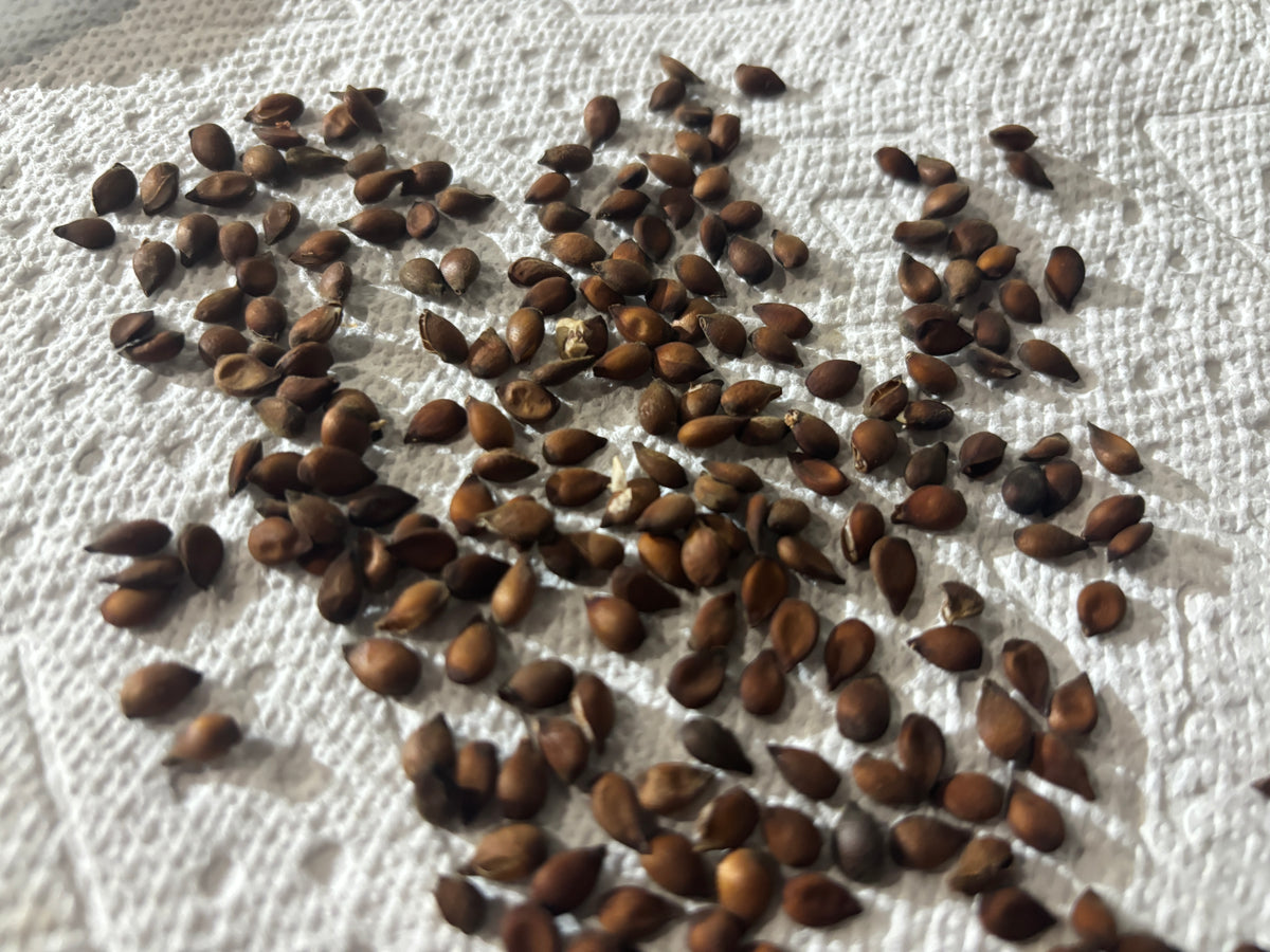 Hudar pear seeds ready for stratification