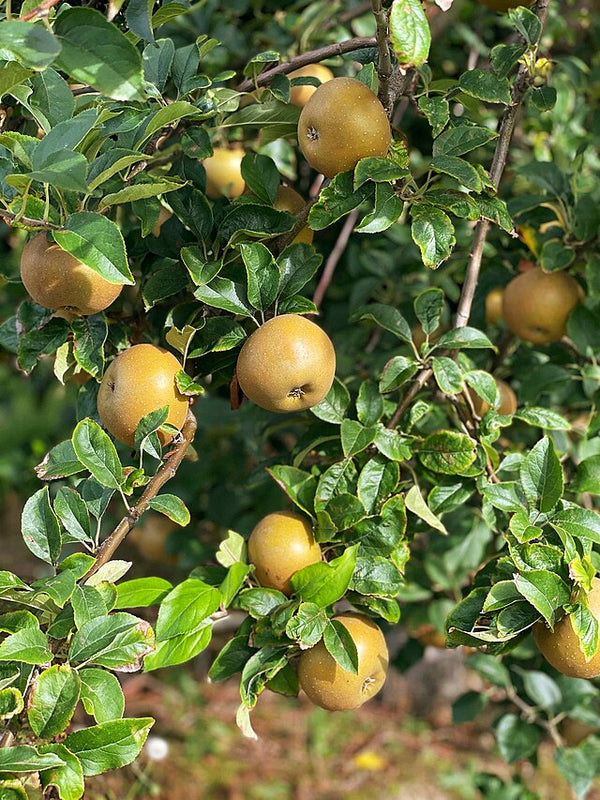 Hunt Russet Apple