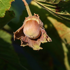 Hybrid Hazel (Bundle of 3)