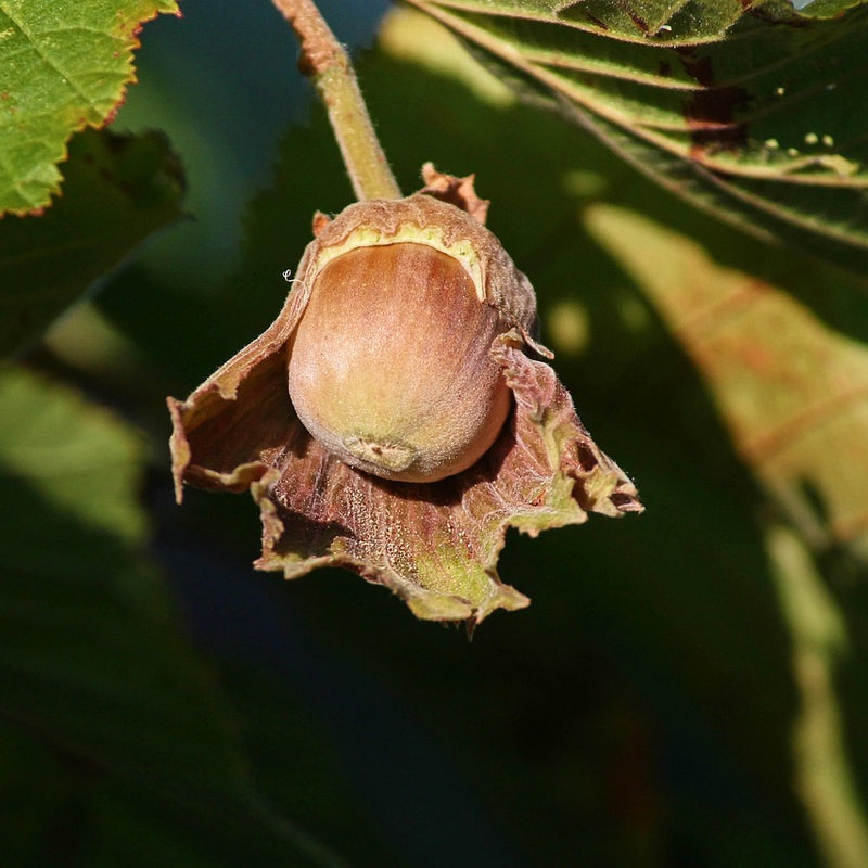 Hybrid Hazel (Bundle of 3)
