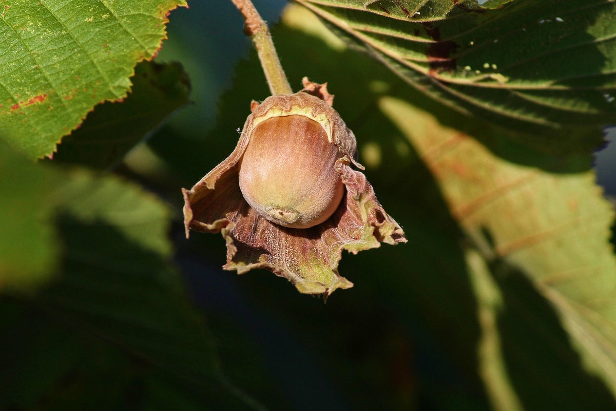 A hybrid hazelnut in its husk on the branch