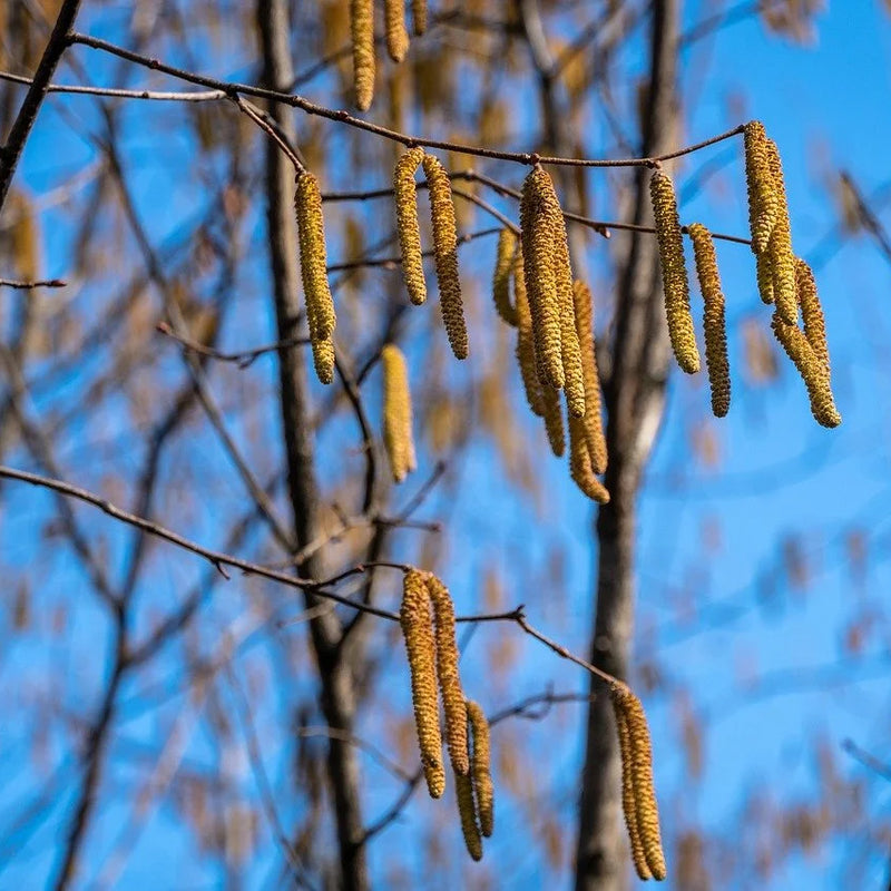 Hazelnut Tree