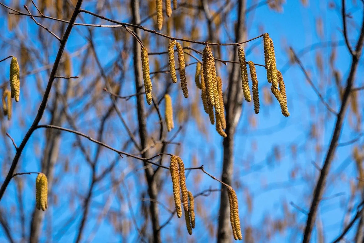 Hybrid hazelnut catkins hanging against a blue sky