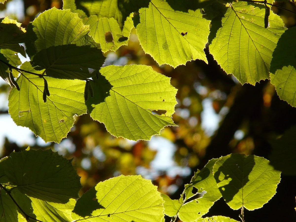 Hybrid hazelnut leaves turning color in fall
