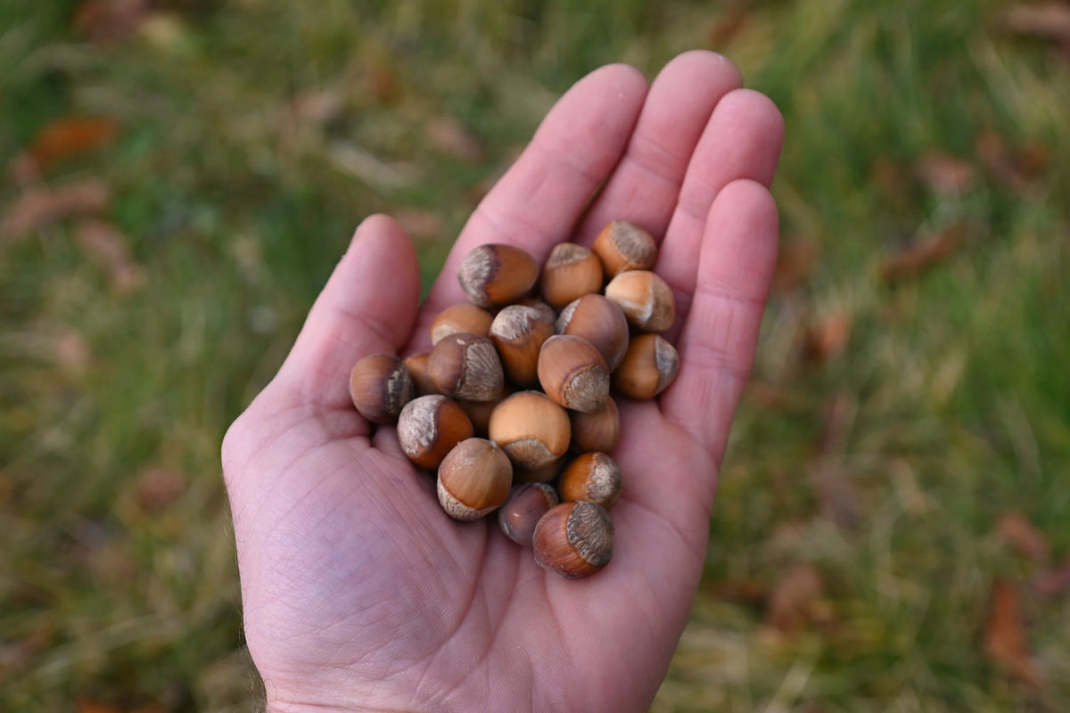 A handful of harvested hybrid hazelnuts