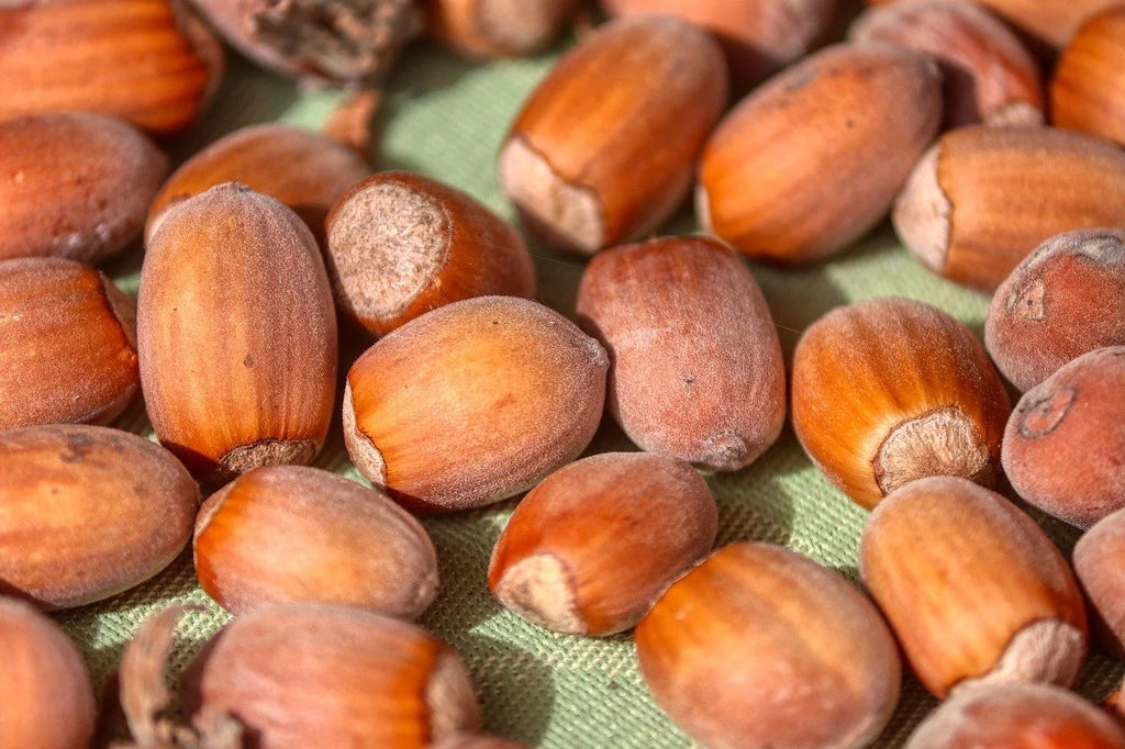 A pile of cured hybrid hazelnuts