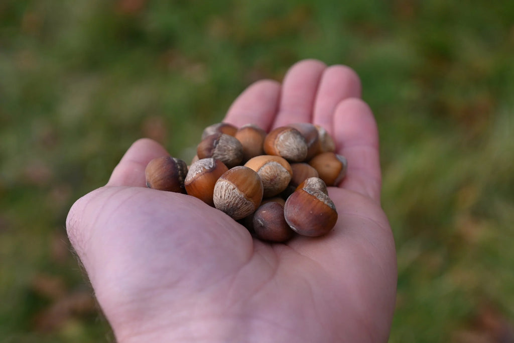 Freshly gathered hybrid hazelnuts held in the palm