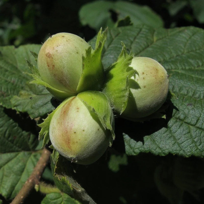 Cortland Hybrid Hazelnut Seedling (Bundle of 3)