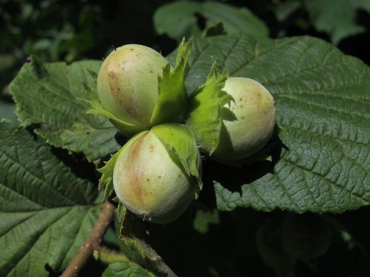Hybrid hazelnuts in their green husks on the branch