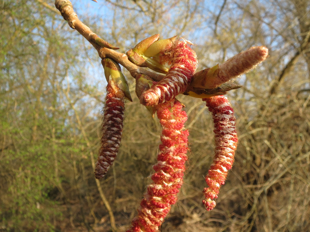 Red hanging catkins of hybrid poplar in early spring