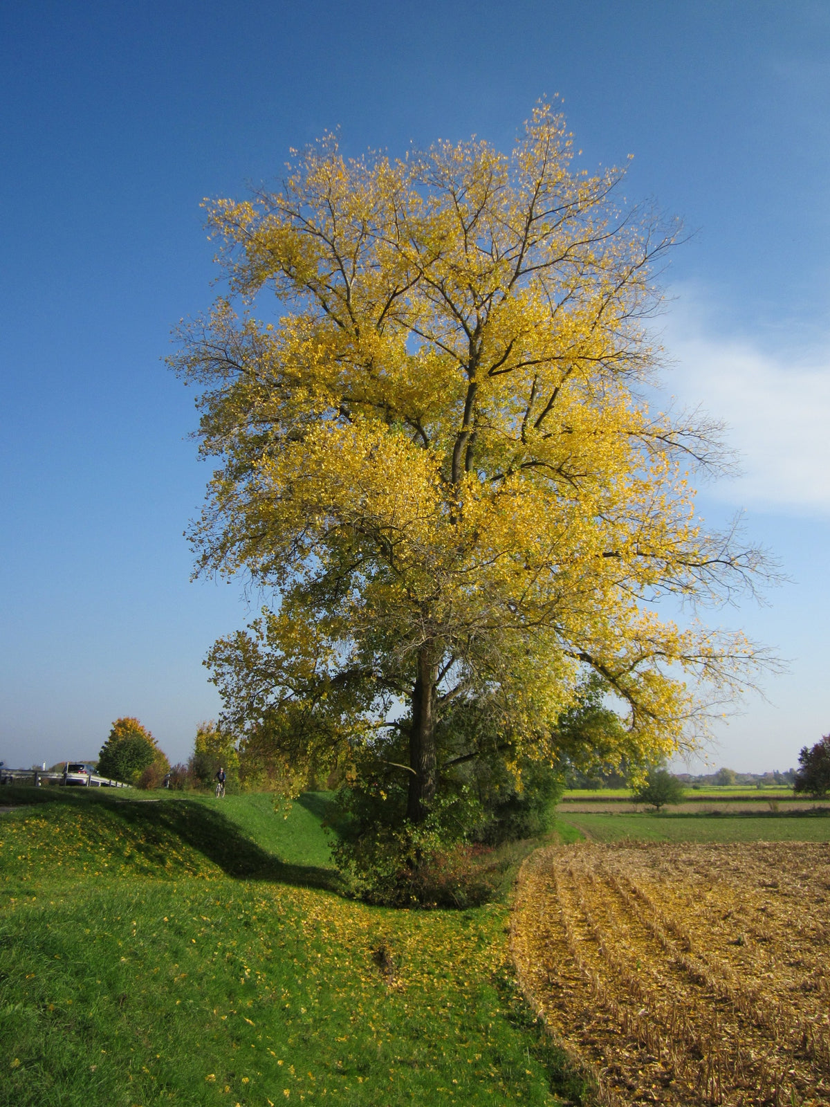 A hybrid poplar turning golden yellow in fall