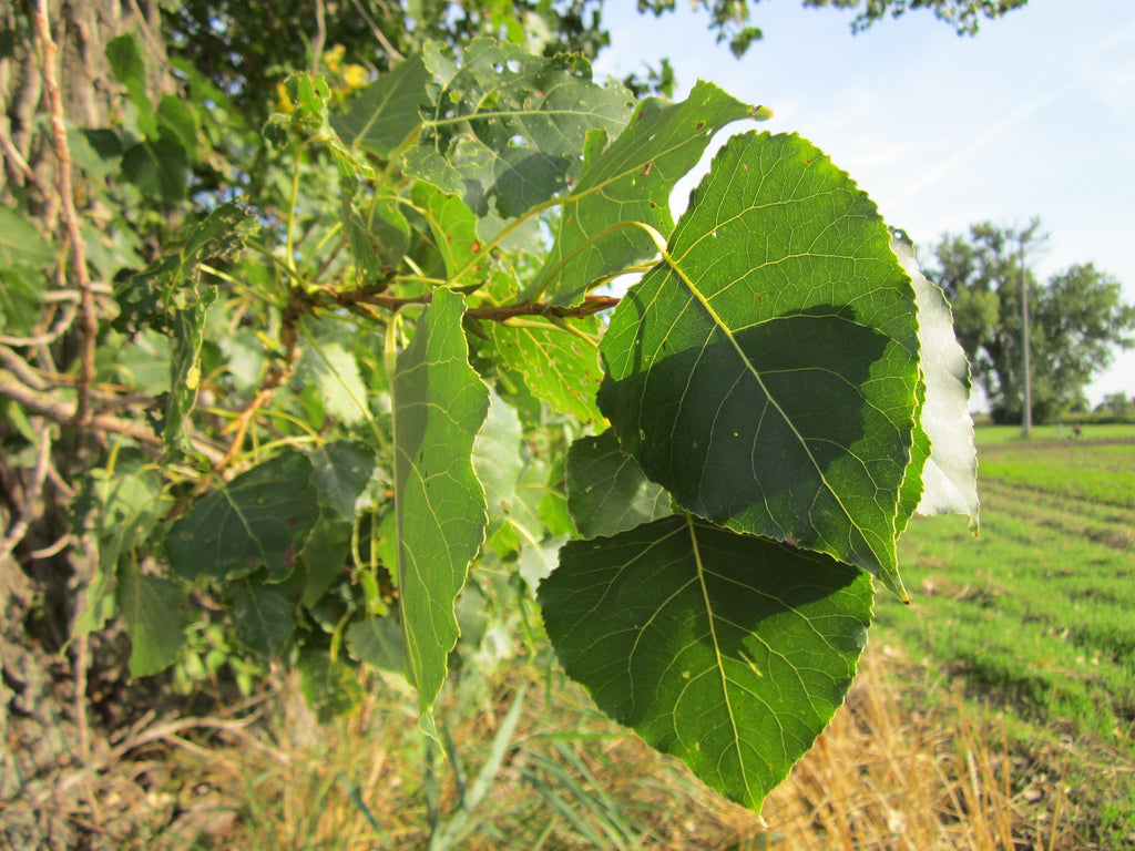 Triangular glossy leaves of hybrid poplar