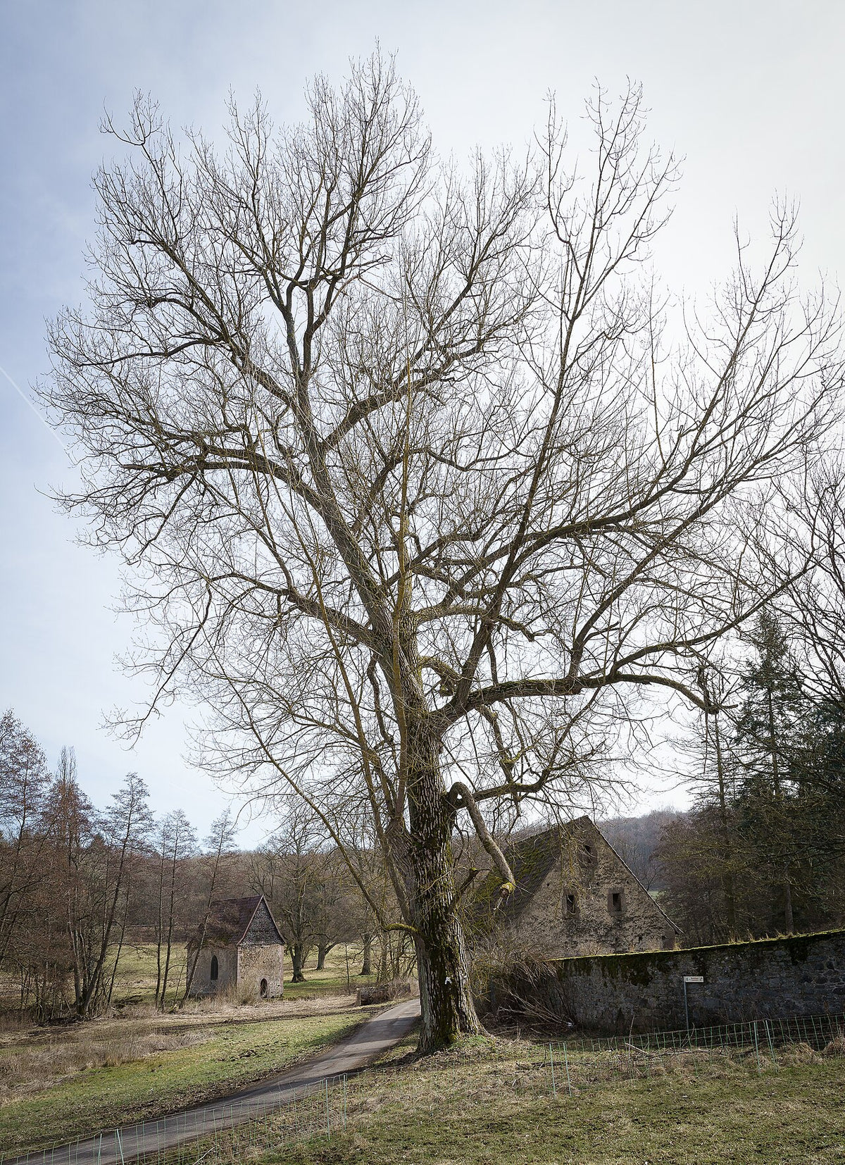 Mature hybrid poplar (Populus x canadensis) in full leaf