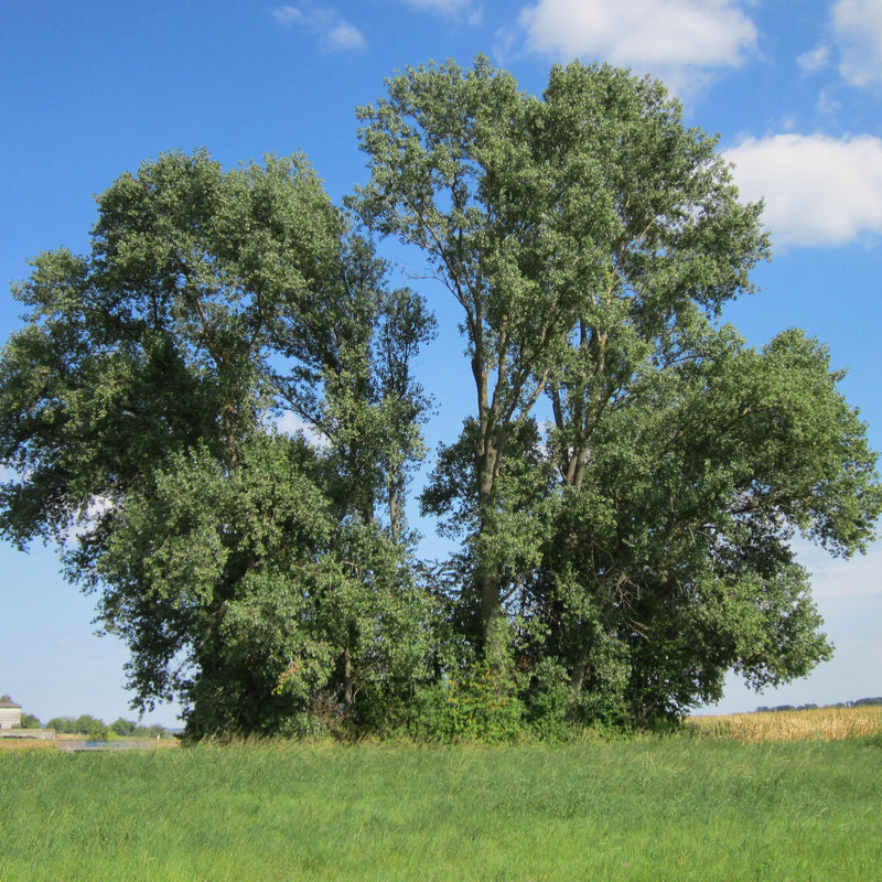 Hedgerow & Shade