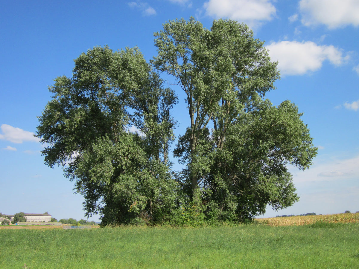 Big hybrid poplars (Populus x canadensis) in full summer leaf beside a field