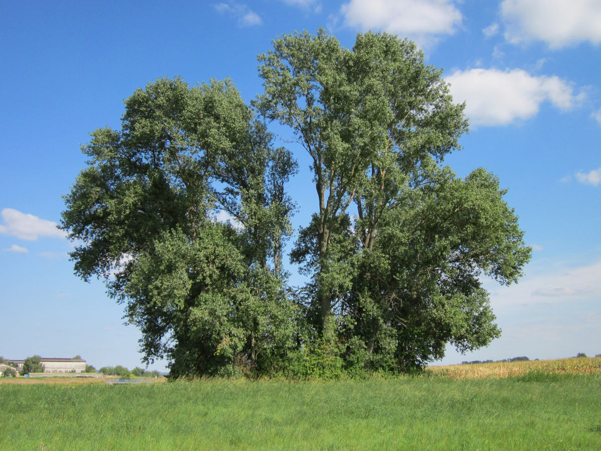 Big hybrid poplars in full summer leaf beside a field