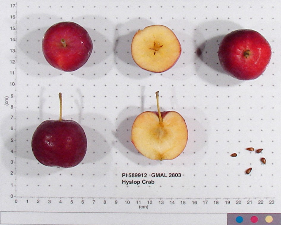Hyslop crabapples shown whole and cut on a USDA measuring grid