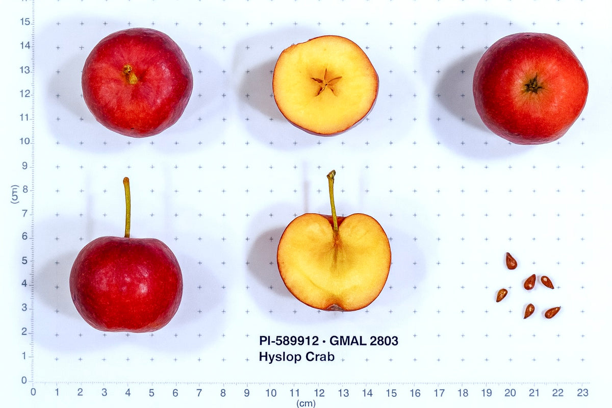 Hyslop crabapples shown whole and cut beside a size scale