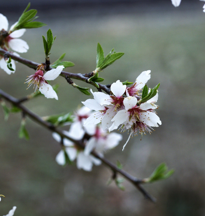 Ian White Nanking cherry in bloom with pale pink flowers