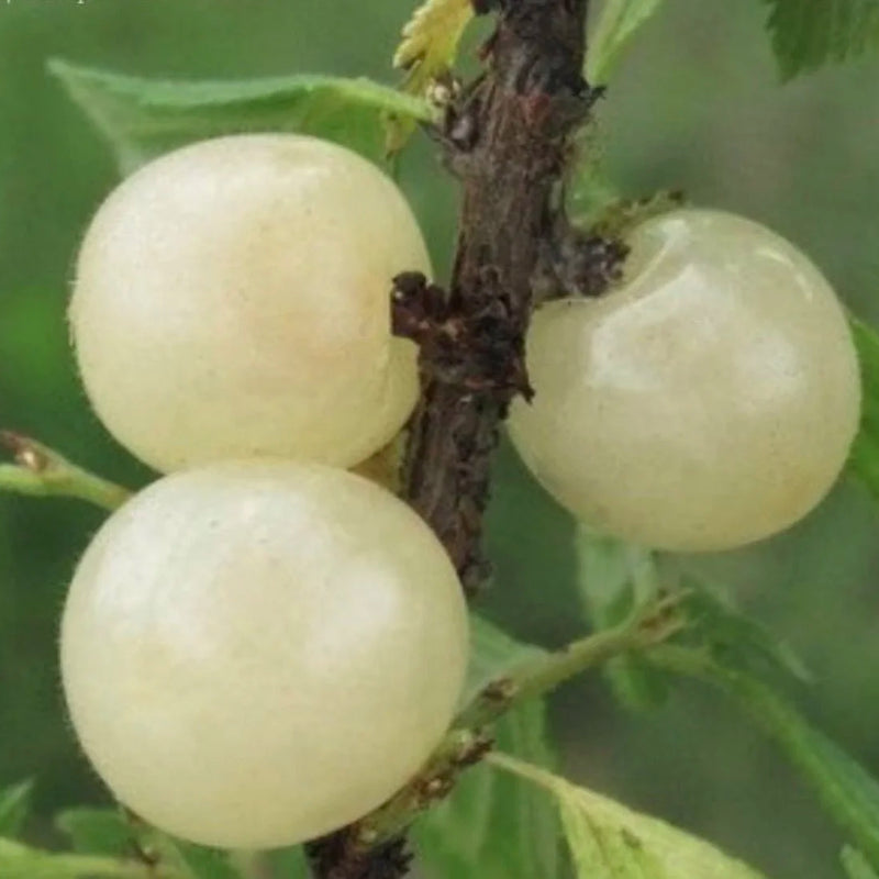 Ian White Nanking Cherry (Bundle of 2)
