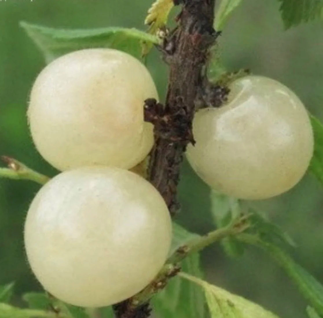 Creamy white Ian White Nanking cherries on the branch