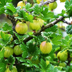 Invicta Gooseberry (Bundle of 2)
