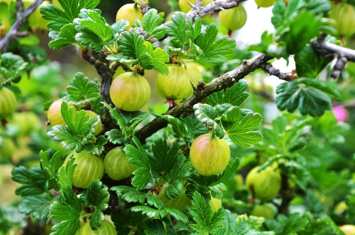 Invicta gooseberries ripening on the bush