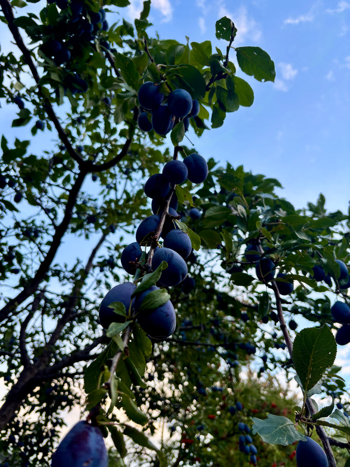 Italian plums clustered along the branch