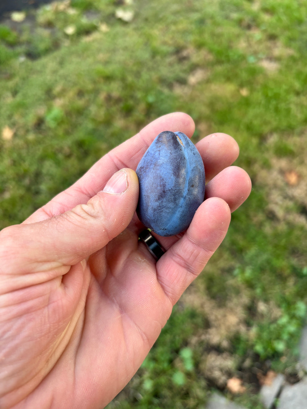 A ripe Italian plum held in hand
