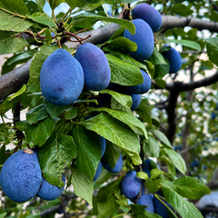 Plums