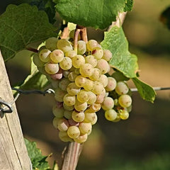 Itasca Grape (Bundle of 2)