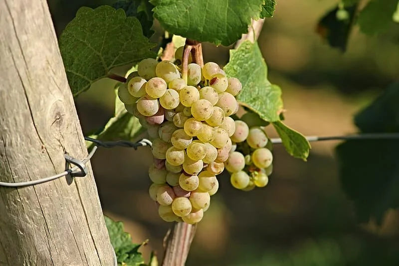An Itasca grape cluster ripening on the vine