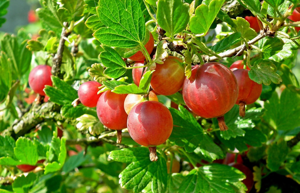 Jahn's Prairie gooseberries ripening on the bush