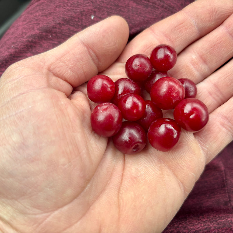 Jan Bush Cherry (Bundle of 2) | Spring 2027