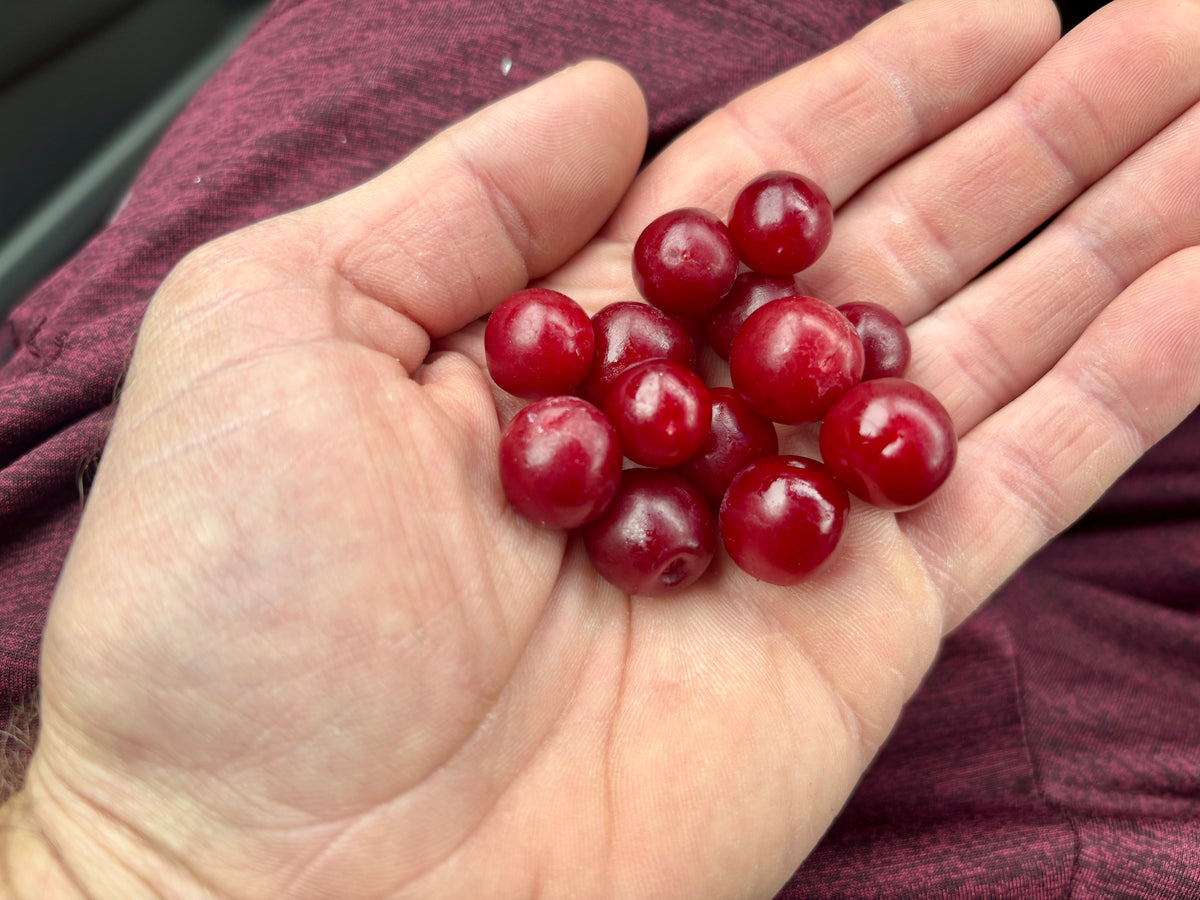 A handful of ripe Jan bush cherries