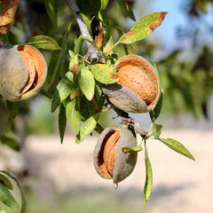 Javid's Iranian Almond Seedling