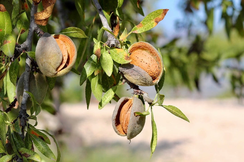 Javid's Iranian Almond Seedling