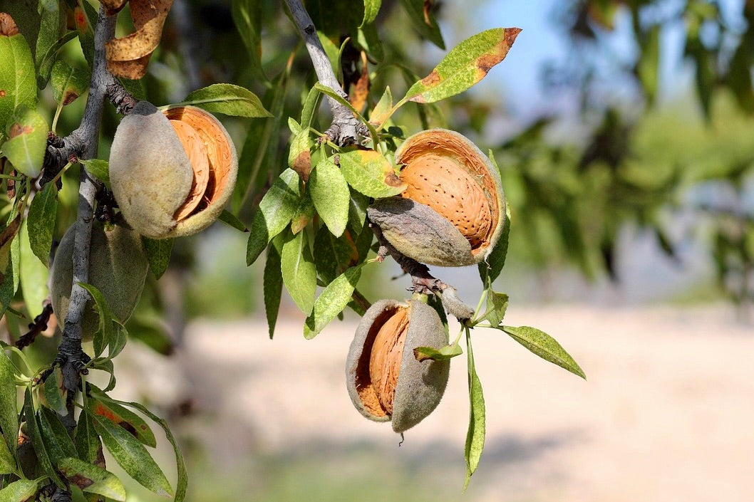 Javid's Iranian almonds splitting open on the branch