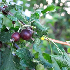 Jeanne Gooseberry (Bundle of 2)