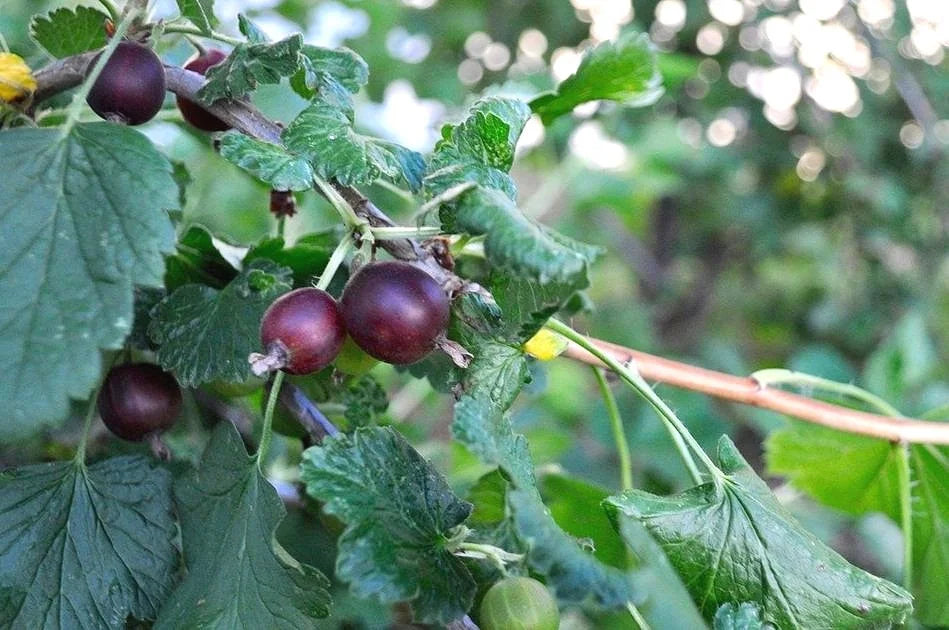 Ripe Jeanne gooseberries hanging on the bush
